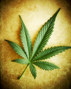 marijuana leaf on table