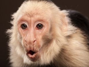 The first attempt at head transplant surgery involved monkeys.