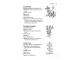 Encyclopedia of Magical Herbs page