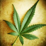 Marijuana or Hemp Leaf