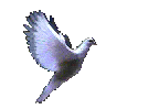 ULC Universal Life Church