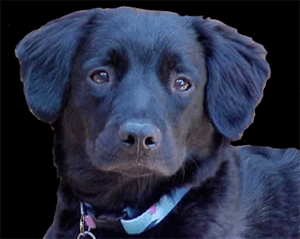 black lab puppy