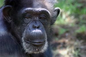 Chimp in jungle looking at camera