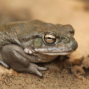  (colorado-river-toad.jpg)