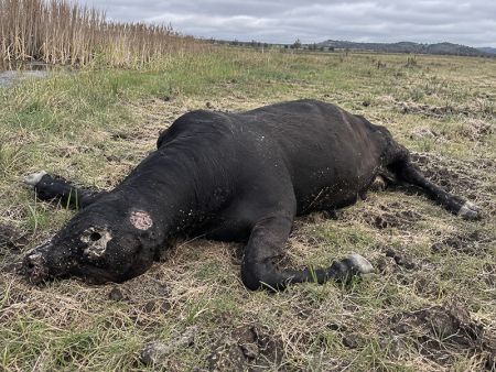 An illustration of a mutilated cow.