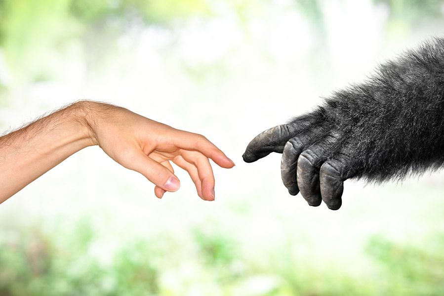 Creation of Adam with human and gorilla