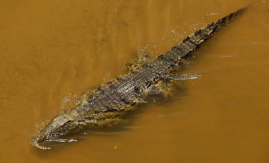 Crocodile in murky waters