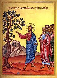 Jesus cursing fig tree in miracle