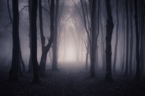 foggy forest in middle of the night