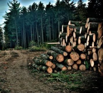 Deforestation erodes the environment