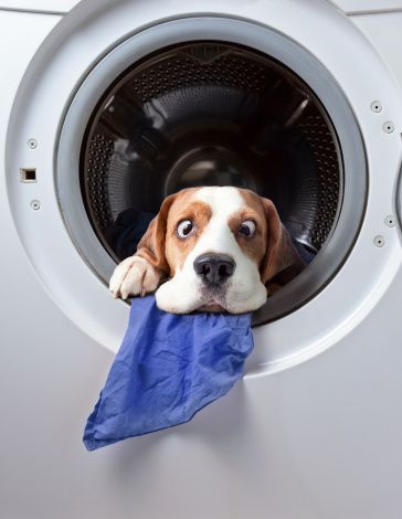 dog dryer