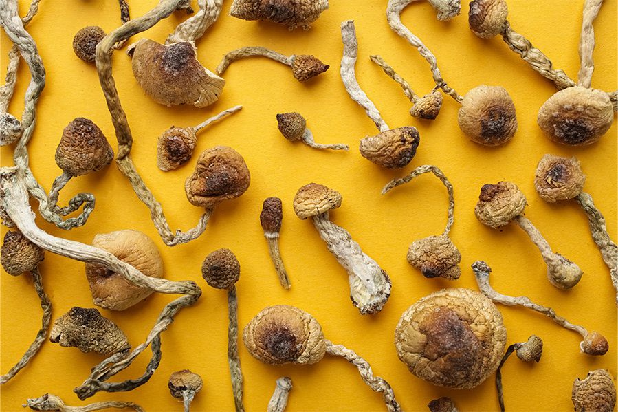 dried psychedelic mushrooms on yellow background