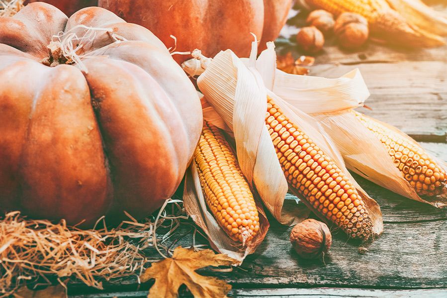 pumpkin and corn for fall harvest festival