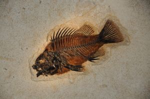 fish fossil