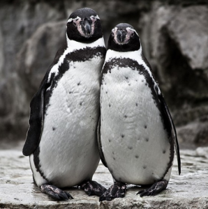 penguins, gay animals