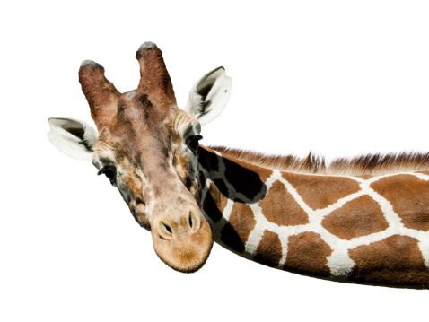 giraffe