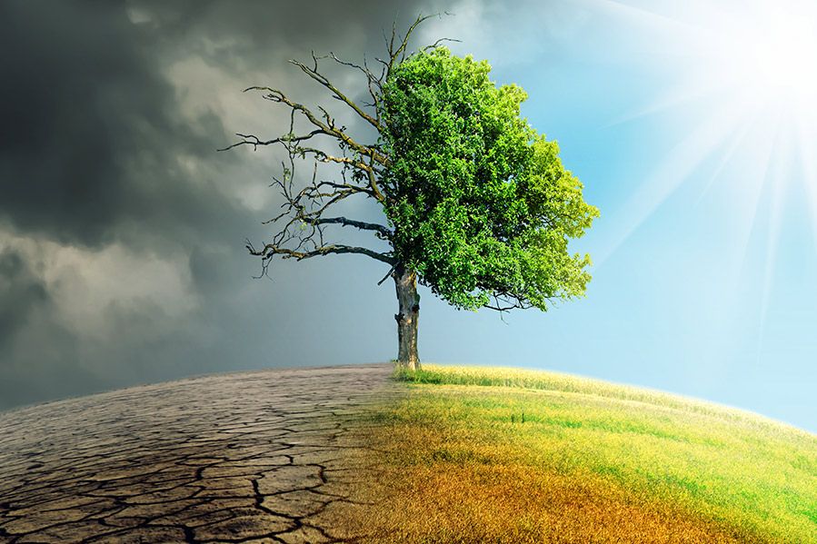 depiction of climate change withered tree