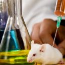 science, animal testing
