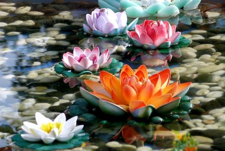 Lotus flowers blooming