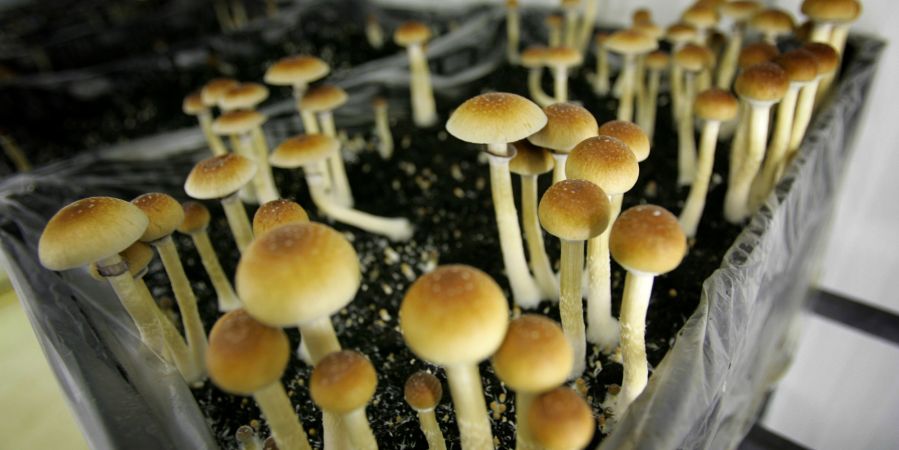 Psychedelic mushrooms