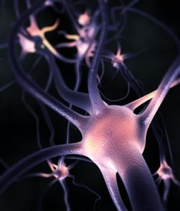 neurons in brain