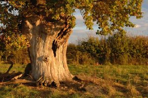 ancient oak tree at dusk