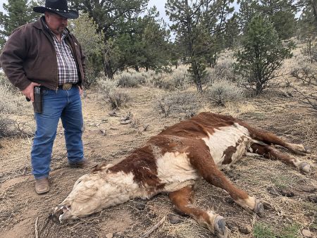 An illustration of a man in a cowboy hat and jeans looking at a mutilated cow.