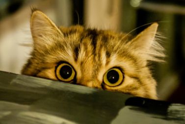 Cat sensing paranormal activity