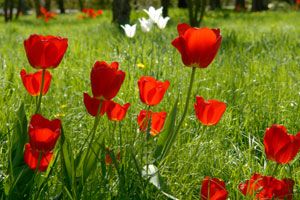 red-white-flowers-beltane
