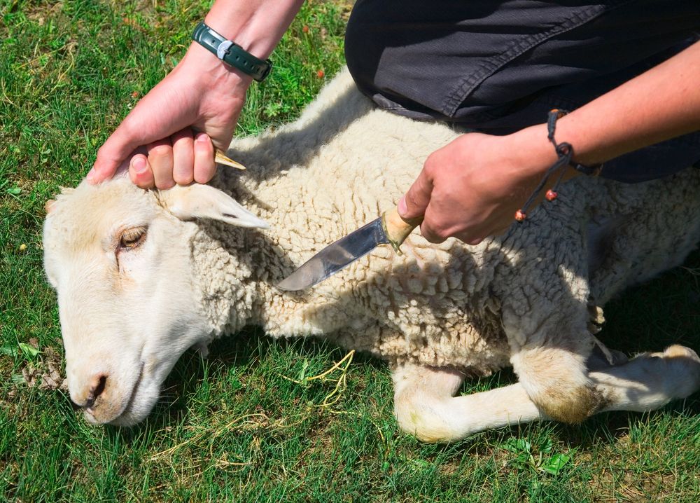 a man preparing to kill a sheep