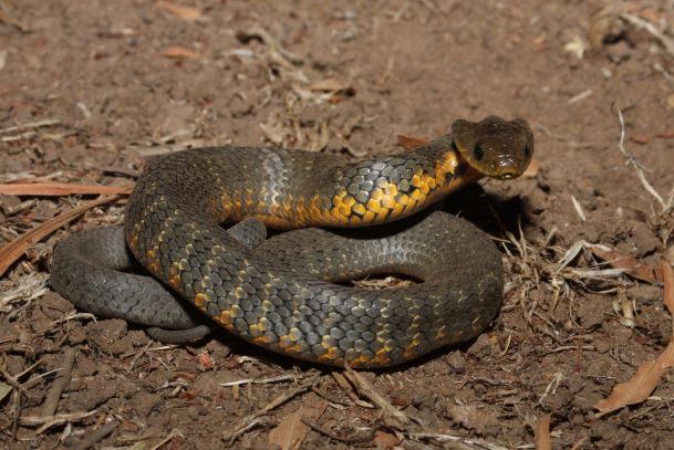 An Indian woman married a snake