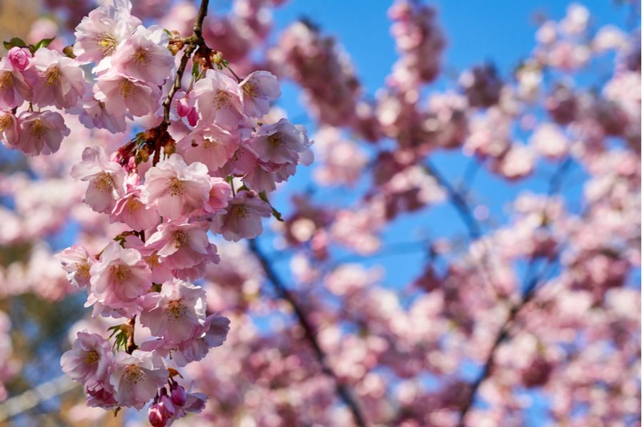Spring flowers