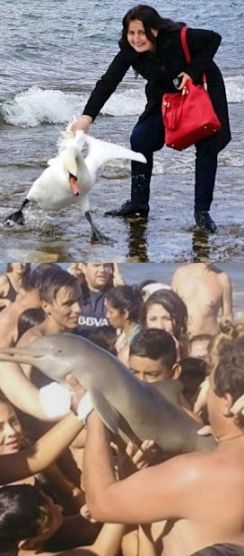 swan and dolphin
