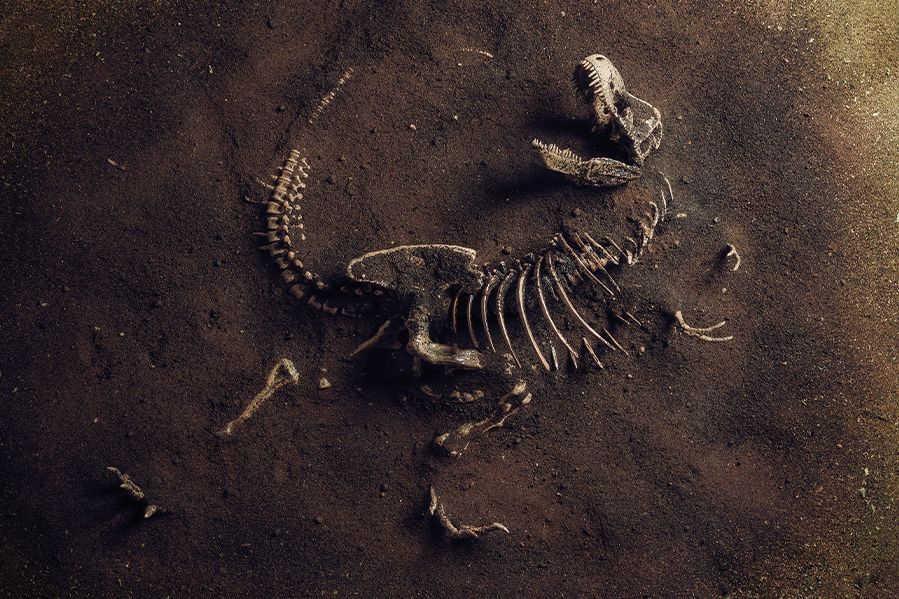 T Rex skeleton in ground