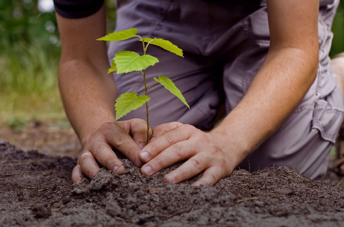 A tree being planted above a dead body