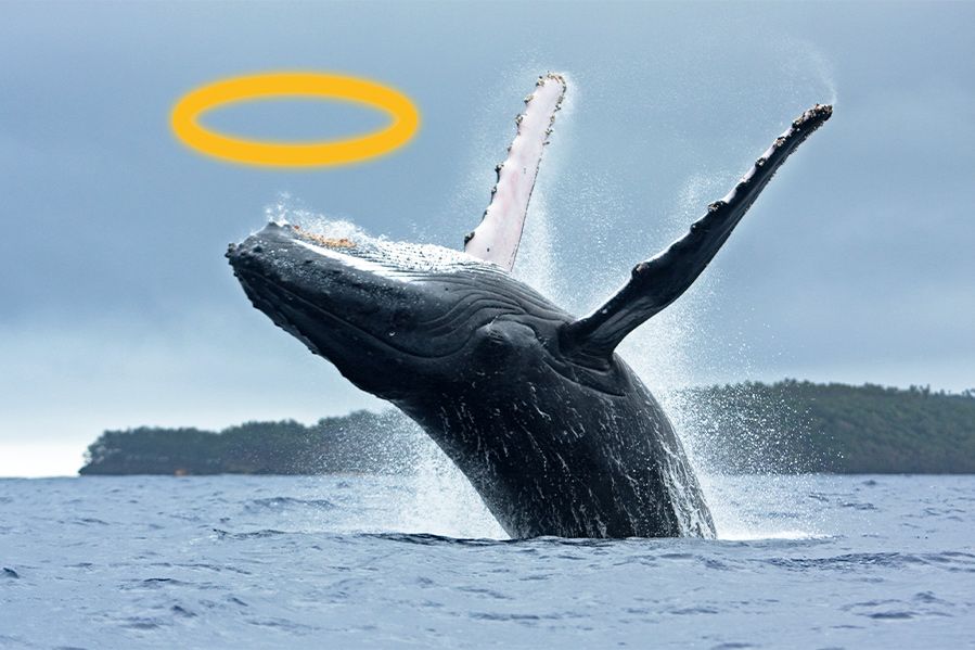 Humpback whale with halo above its head