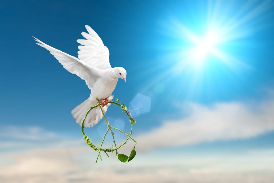 Dove carrying peace symbol