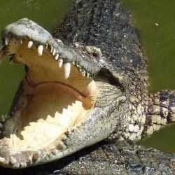 Pastor Killed by Crocodile While Performing Lake Baptism