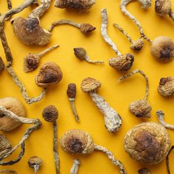 Psychoative Sacrament? Legal Fight Erupts in Utah Over 'Mushroom Church'