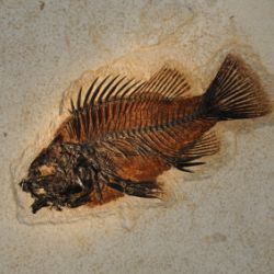 Why It Is Unfair to Teach Creationism in Public Schools