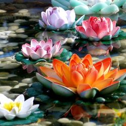 Power and Transcendence: The Lotus Flower