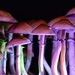 Clergy Members Will Trip On Psychedelic Mushrooms for Science