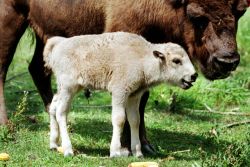 Sighting of "Miraculous" White Bison Fulfills Sacred Native American Omen