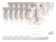 Marriage Certificate - White Rose 10 Pack - $24.99