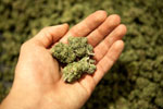 Marijuana in persons hand