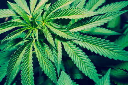 medical marijuana Medical marijuana helps HIV, Crohn's, cancer, and MS patients